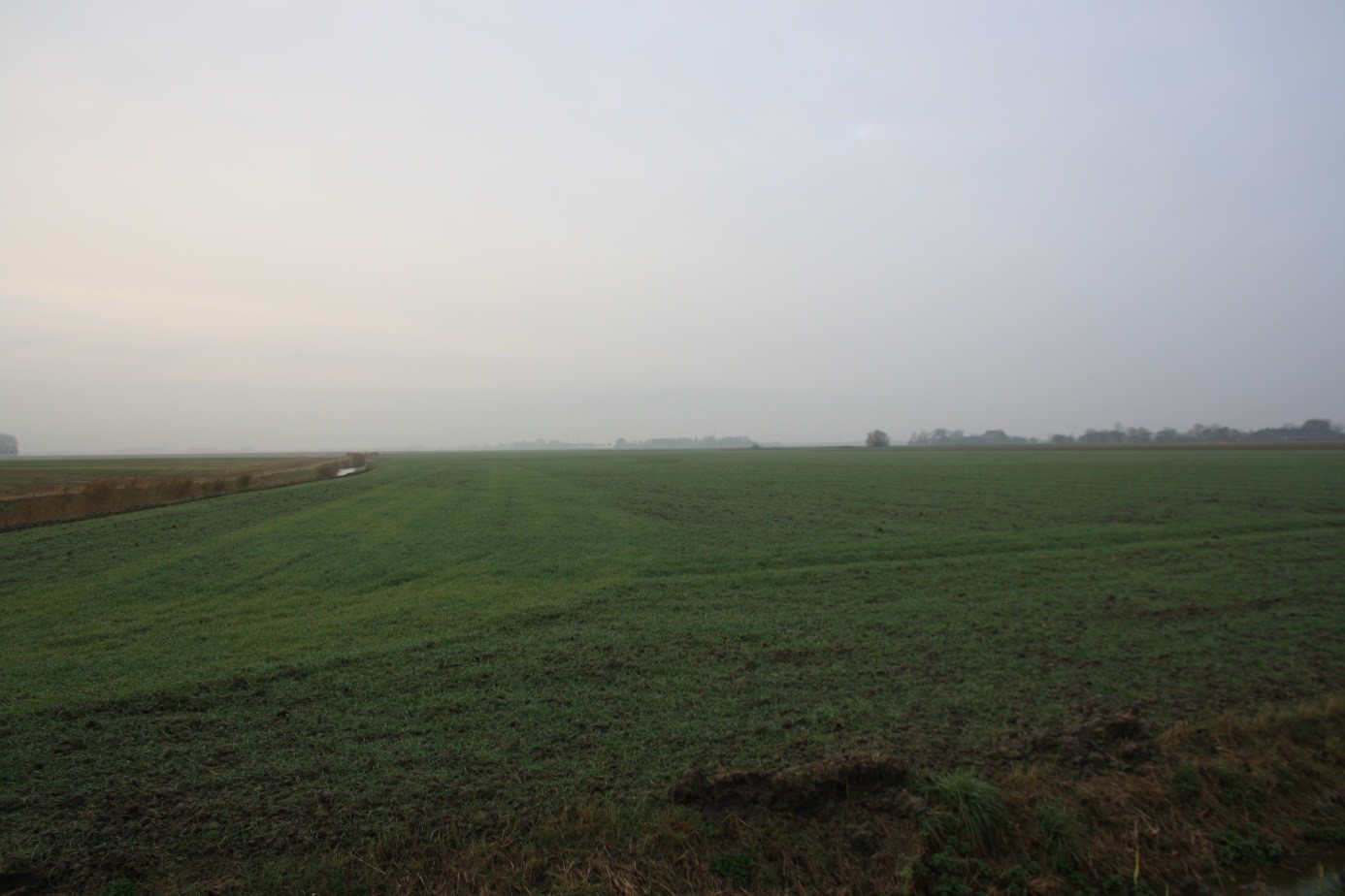 Jonge tarwe op één van de akkers waar Romeinse vondsten zijn gedaan. Zo komen twee opvallende aspecten aan de vroegste geschiedenis van Firdgum samen.
