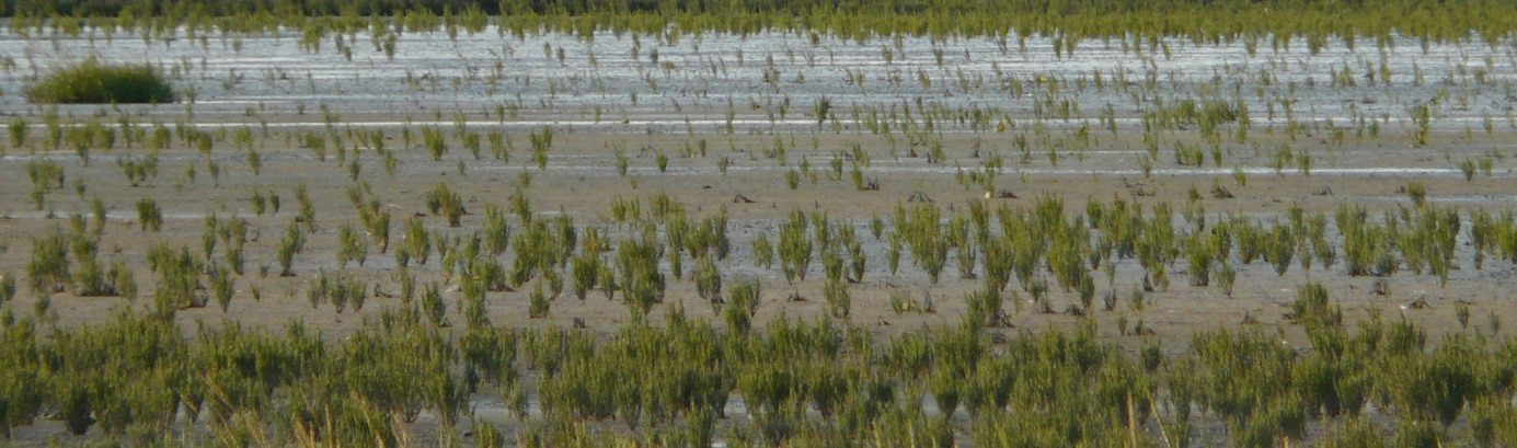 Zeekraal in het buitendijkse gebied achter Ferwert. De kwelder verkeerd hier in de pioniersfase (foto’s: J. Wiersma)