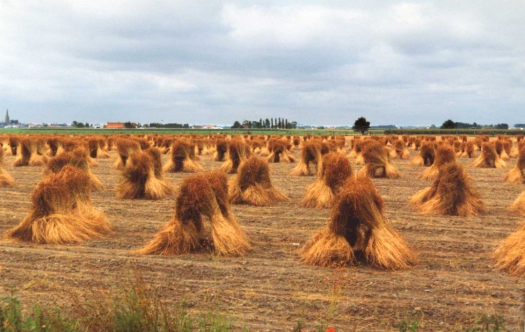 Het vlas staat te drogen