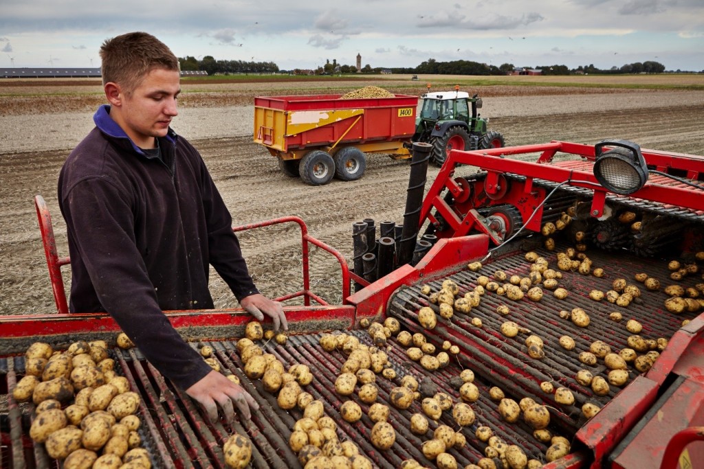 Aardappelrooien in Firdgum. (foto Jonathan Andrew) 