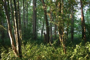 Elzenbroekbos. Foto: Mans Schepers