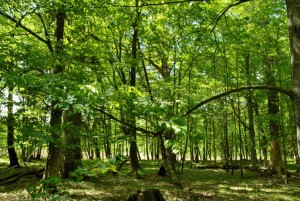Ooit groeiden er enorme eiken en linden in Noord-Nederland. Het laatste restant van dit Atlantische woud is te vinden in Oost-Polen: Bialowiesa (foto Jeroen Zomer).