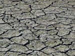 Wanneer knippige kleigronden opdrogen ontstaan er scheuren in het kleidek. Deze scheuren zijn kenmerkend voor de zogenaamde knippoldervaaggronden. (foto: Jeroen Wiersma)